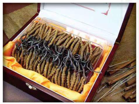 眉县冬虫夏草回收